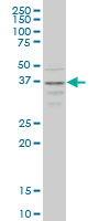 CCR2 Antibody - CCR2 monoclonal antibody (M01), clone 4D12 Western blot of CCR2 expression in HepG2.