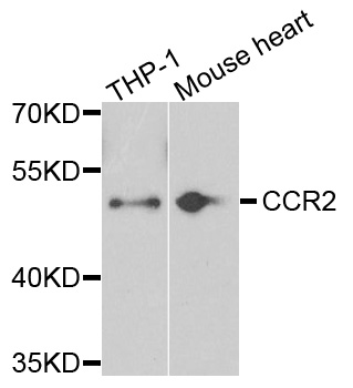 CCR2 Antibody - Western blot analysis of extracts of various cells.