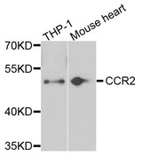 CCR2 Antibody - Western blot analysis of extracts of various cells.