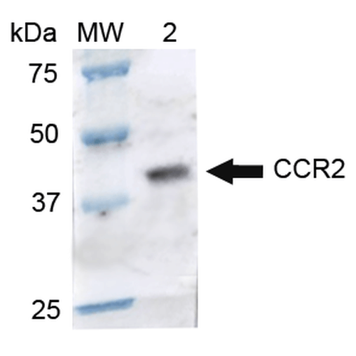 CCR2 Antibody - Western blot analysis of Rat Brain cell lysates showing detection of ~41.9 kDa CCR2 protein using Rabbit Anti-CCR2 Polyclonal Antibody. Lane 1: Molecular Weight Ladder (MW). Lane 2: Rat Brain cell lysates. Load: 15 µg. Block: 5% Skim Milk in 1X TBST. Primary Antibody: Rabbit Anti-CCR2 Polyclonal Antibody  at 1:1000 for 2 hours at RT. Secondary Antibody: Goat Anti-Rabbit IgG: HRP at 1:1000 for 60 min at RT. Color Development: ECL solution for 6 min in RT. Predicted/Observed Size: ~41.9 kDa.