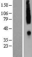 CCR2 Protein - Western validation with an anti-DDK antibody * L: Control HEK293 lysate R: Over-expression lysate