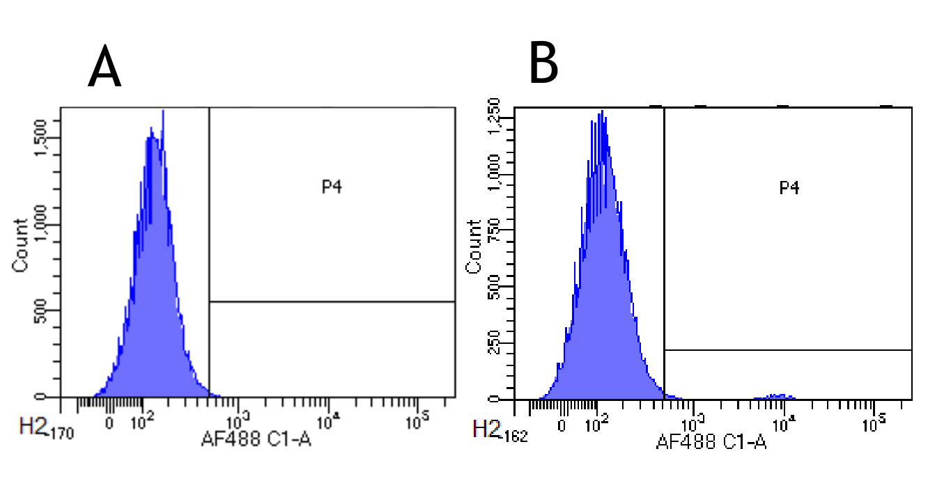 CCR3 Antibody - Flow-cytometry on human leukocytes.