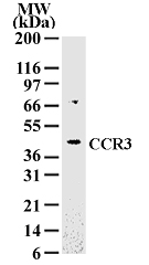 CCR3 Antibody - Western blot of 10 ug of total cell lysate from Daudi cells with antibody at 2 ug/ml dilution.