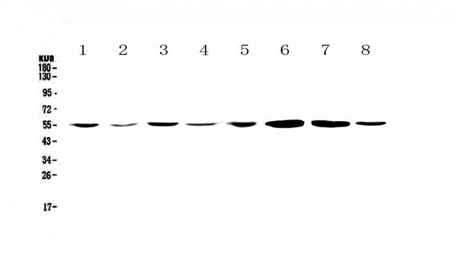 CCR3 Antibody - Western blot - Anti-CCR3 Picoband antibody