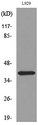 CCR3 Antibody - Western blot analysis of lysate from L929 cells, using CCR3 Antibody.