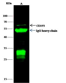CCR3 Antibody - CD193 was immunoprecipitated using: Lane A: 0.5 mg Jurkat Whole Cell Lysate. 1 uL anti-CD193 rabbit polyclonal antibody and 60 ug of Immunomagnetic beads Protein G. Primary antibody: Anti-CD193 rabbit polyclonal antibody, at 1:500 dilution. Secondary antibody: Dylight 800-labeled antibody to rabbit IgG (H+L), at 1:5000 dilution. Developed using the odssey technique. Performed under reducing conditions. Predicted band size: 43 kDa. Observed band size: 62 kDa.