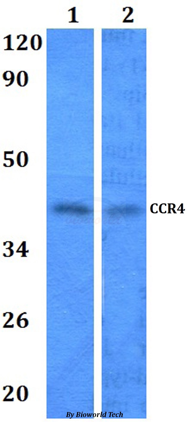CCR4 Antibody - Western blot of CCR4 antibody at 1:500 dilution. Lane 1: HEK293T whole cell lysate. Lane 2: NIH-3T3 whole cell lysate.