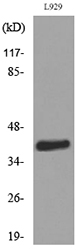CCR4 Antibody - Western blot analysis of lysate from L929 cells, using CCR4 Antibody.