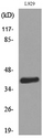 CCR4 Antibody - Western blot analysis of lysate from L929 cells, using CCR4 Antibody.