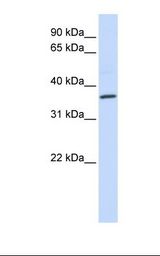 CCR5 Antibody - Fetal heart lysate. Antibody concentration: 1.0 ug/ml. Gel concentration: 12%.  This image was taken for the unconjugated form of this product. Other forms have not been tested.