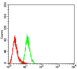 CCR5 Antibody - Flow cytometric analysis of HL-60 cells using CD195 mouse mAb (green) and negative control (red).