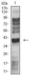 CCR5 Antibody - Western blot analysis using CD195 mouse mAb against L-02 (1) cell lysate.