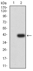 CCR5 Antibody - Western blot analysis using CD195 mAb against HEK293 (1) and CD195 (AA: extra mix)-hIgGFc transfected HEK293 (2) cell lysate.