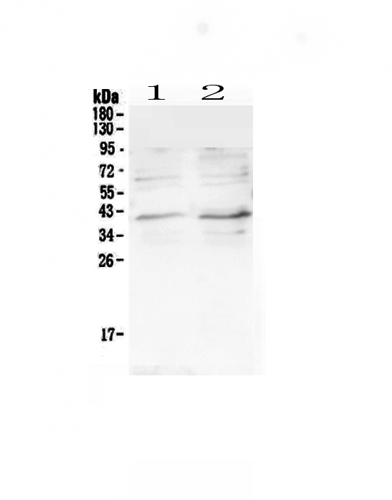 CCR5 Antibody - Western blot - Anti-CCR5 Picoband antibody