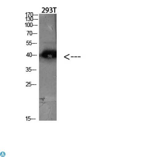 CCR5 Antibody - Western blot analysis of 293T lysate, antibody was diluted at 1:2000. Secondary antibody was diluted at 1:20000.