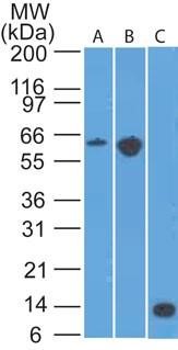 CCR6 Antibody - Western Blot: CCR6 Antibody (18B9E6) [Azide Free] - analysis of A) mouse EL4, B) conA treated EL4 lysate and C) partial recombinant protein using CD196 antibody at 2 ug/ml. This image was taken for the unmodified form of this product. Other forms have not been tested.