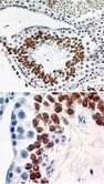 CCR6 Antibody - Immunohistochemistry-Paraffin: CCR6 Antibody (18B9E6) [Azide Free] - Formalin-fixed, paraffin-embedded normal mouse testis tissue stained with CD196 antibody (5 ug/ml), peroxidase-conjugate and DAB chromogen. Note cytoplasmic and membrane staining. This image was taken for the unmodified form of this product. Other forms have not been tested.
