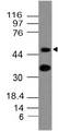 CCR6 Antibody - Fig-1: Western blot analysis of mCD196. Anti-mCD196 antibody was used at 2 µg/ml on B16 lysate.