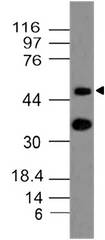 CCR6 Antibody - Fig-1: Western blot analysis of mCD196. Anti-mCD196 antibody was used at 2 µg/ml on B16 lysate.