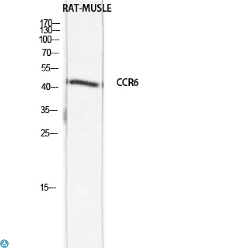 CCR6 Antibody - Western Blot (WB) analysis of specific cells using Antibody diluted at 1:1000.