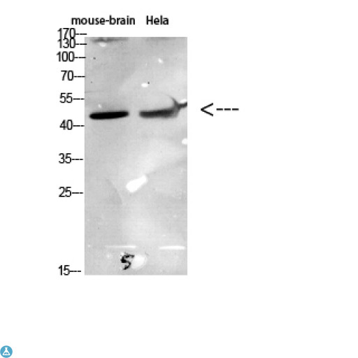 CCR6 Antibody - Western Blot (WB) analysis of Rat Muscle lysis using CCR6 antibody.