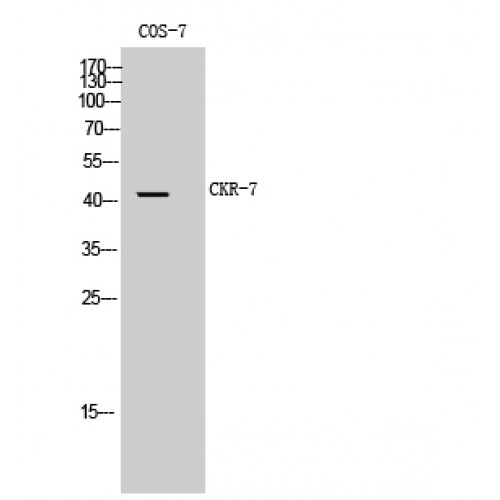 CCR7 Antibody - Western blot of CKR-7 antibody