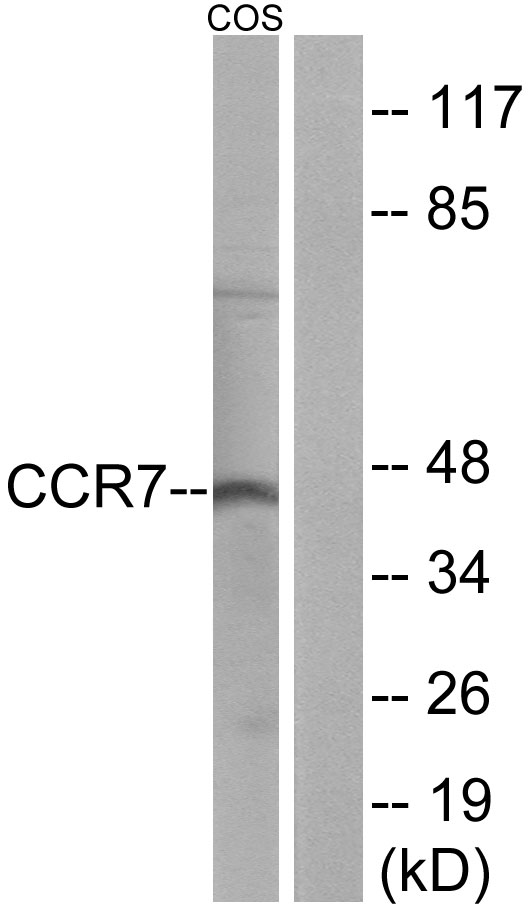 CCR7 Antibody - Western blot analysis of lysates from COS7 cells, using CCR7 Antibody. The lane on the right is blocked with the synthesized peptide.