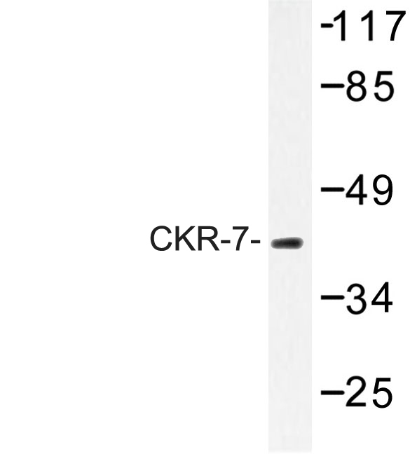 CCR7 Antibody - Western blot of CKR-7 (R209) pAb in extracts from COS-7 cells.