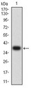 CCR7 Antibody - Western blot analysis using CD197 mAb against human CD197 (AA: extra mix) recombinant protein. (Expected MW is 37.5 kDa)