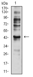 CCR7 Antibody - Western blot analysis using CD197 mouse mAb against C6 (1) cell lysate.