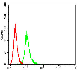CCR7 Antibody - Flow cytometric analysis of K562 cells using CD197 mouse mAb (green) and negative control (red).