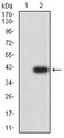 CCR7 Antibody - Western blot analysis using CD197 mAb against HEK293 (1) and CD197 (AA: extra mix)-hIgGFc transfected HEK293 (2) cell lysate.