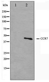 CCR7 Antibody - Western blot of COS7 cell lysate using CCR7 Antibody
