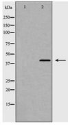 CCR7 Antibody - Western blot of CCR7 expression in K562