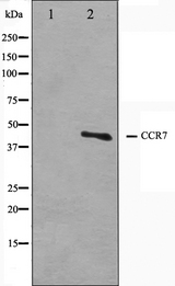 CCR7 Antibody - Western blot analysis on COS7 cell lysates using CCR7 antibody. The lane on the left is treated with the antigen-specific peptide.