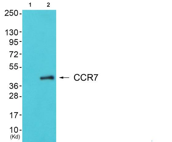 CCR7 Antibody - Western blot analysis of extracts from COLO cells, using CCR7 antibody.