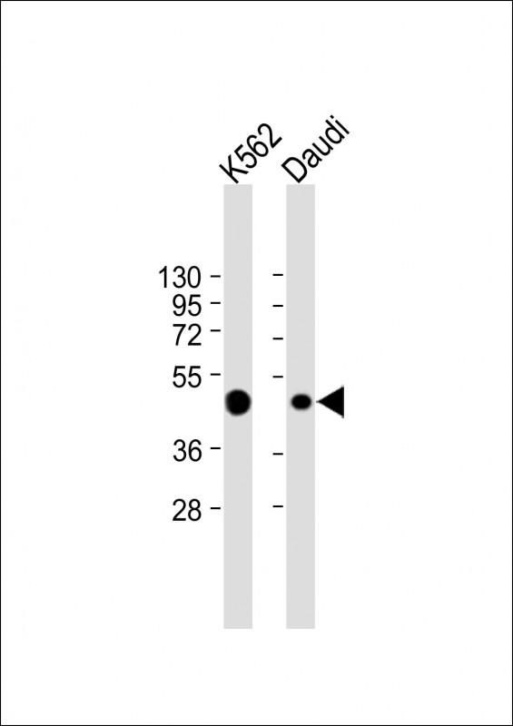 CCR7 Antibody - All lanes: Anti-CCR7 Antibody (N-term) at 1:4000 dilution Lane 1: K562 whole cell lysate Lane 2: Daudi whole cell lysate Lysates/proteins at 20 µg per lane. Secondary Goat Anti-mouse IgG, (H+L), Peroxidase conjugated at 1/10000 dilution. Predicted band size: 43 kDa Blocking/Dilution buffer: 5% NFDM/TBST.