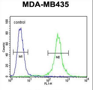 CCR8 / CD198 Antibody - CCR8 Antibody flow cytometry of MDA-MB435 cells (right histogram) compared to a negative control cell (left histogram). FITC-conjugated goat-anti-rabbit secondary antibodies were used for the analysis.