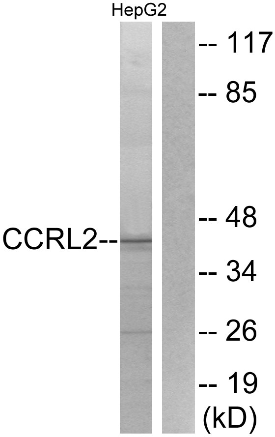 CCRL2 Antibody - Western blot analysis of lysates from HepG2 cells, using CCRL2 Antibody. The lane on the right is blocked with the synthesized peptide.