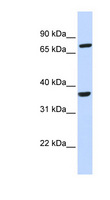 CCRL2 Antibody - CCRL2 antibody Western blot of 721_B cell lysate. This image was taken for the unconjugated form of this product. Other forms have not been tested.