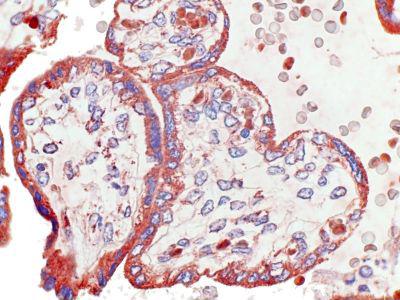 CCRL2 Antibody - Clone 182 human placenta, paraffin section
