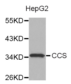 CCS Antibody - Western blot analysis of extracts of HepG2 cells.