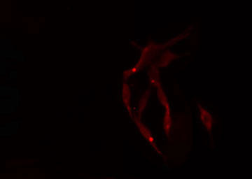 CCS Antibody - Staining NIH-3T3 cells by IF/ICC. The samples were fixed with PFA and permeabilized in 0.1% Triton X-100, then blocked in 10% serum for 45 min at 25°C. The primary antibody was diluted at 1:200 and incubated with the sample for 1 hour at 37°C. An Alexa Fluor 594 conjugated goat anti-rabbit IgG (H+L) antibody, diluted at 1/600, was used as secondary antibody.