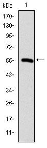 CCT2 / CCT Beta Antibody - TCP-1 beta Antibody in Western Blot (WB)