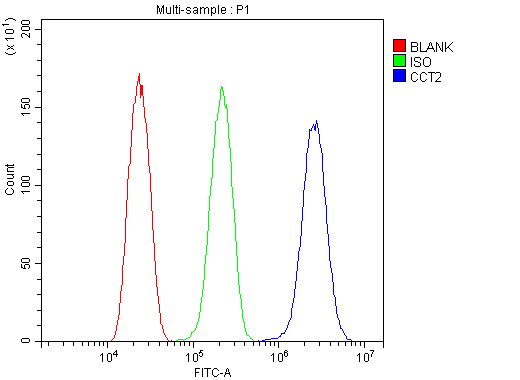 CCT2 / CCT Beta Antibody - Flow Cytometry analysis of U251 cells using anti-CCT2 antibody. Overlay histogram showing U251 cells stained with anti-CCT2 antibody (Blue line). The cells were blocked with 10% normal goat serum. And then incubated with rabbit anti-CCT2 Antibody (1µg/10E6 cells) for 30 min at 20°C. DyLight®488 conjugated goat anti-rabbit IgG (5-10µg/10E6 cells) was used as secondary antibody for 30 minutes at 20°C. Isotype control antibody (Green line) was rabbit IgG (1µg/10E6 cells) used under the same conditions. Unlabelled sample (Red line) was also used as a control.