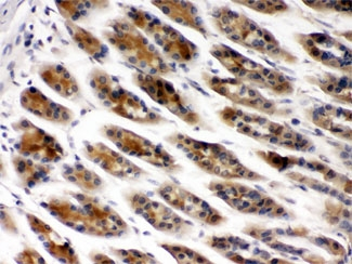 CCT2 / CCT Beta Antibody - IHC testing of FFPE mouse stomach with TCP1 beta antibody at 1ug/ml. HIER: steam in pH6 citrate buffer and allow to cool prior to staining.