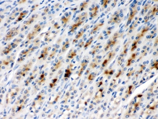 CCT2 / CCT Beta Antibody - IHC testing of FFPE rat stomach with TCP1 beta antibody at 1ug/ml. HIER: steam in pH6 citrate buffer and allow to cool prior to staining.