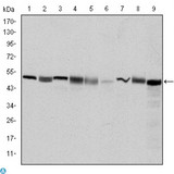 CCT2 / CCT Beta Antibody - Western Blot (WB) analysis using TCP-1 beta Monoclonal Antibody against HeLa (1), MCF-7 (2), Jurkat (3), T47D (4), K562 (5), A431 (6), NIH/3T3 (7), PC-12 (8) and Cos7 (9) cell lysate.