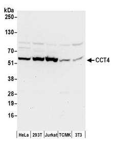 CCT4 / SRB Antibody - Detection of human and mouse CCT4 by western blot. Samples: Whole cell lysate (50 µg) from HeLa, HEK293T, Jurkat, mouse TCMK-1, and mouse NIH 3T3 cells prepared using NETN lysis buffer. Antibodies: Affinity purified rabbit anti-CCT4 antibody used for WB at 0.1 µg/ml. Detection: Chemiluminescence with an exposure time of 10 seconds.
