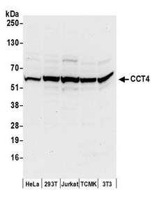 CCT4 / SRB Antibody - Detection of human and mouse CCT4 by western blot. Samples: Whole cell lysate (50 µg) from HeLa, HEK293T, Jurkat, mouse TCMK-1, and mouse NIH 3T3 cells prepared using NETN lysis buffer. Antibodies: Affinity purified rabbit anti-CCT4 antibody used for WB at 0.4 µg/ml. Detection: Chemiluminescence with an exposure time of 10 seconds.